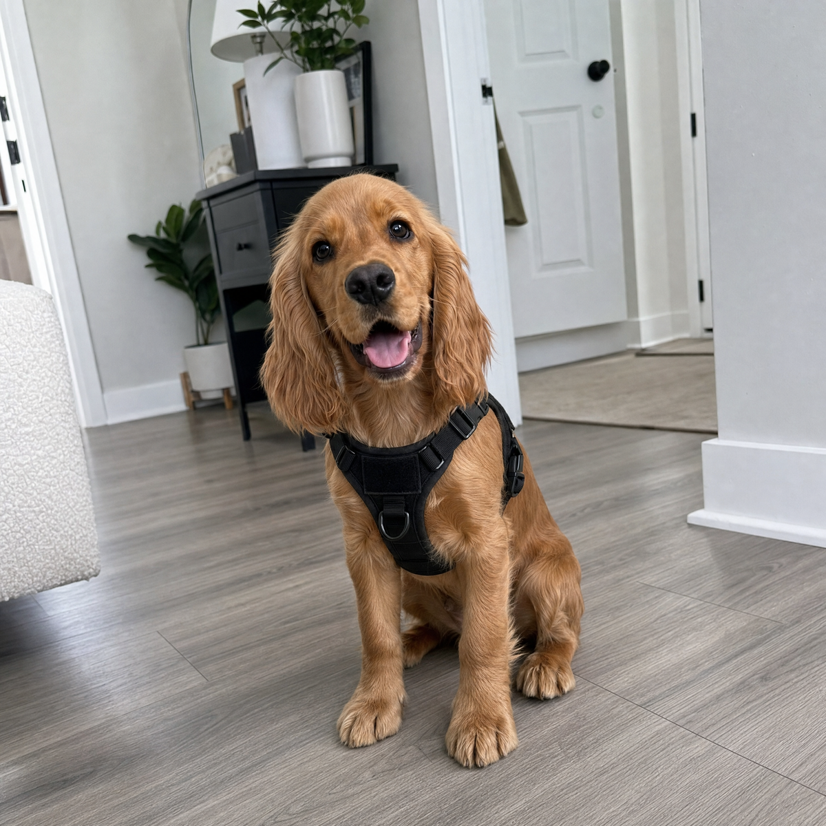 Zbliżenie na radosnego psa rasy cocker spaniel z otwartym pyskiem we wnętrzu mieszkania.