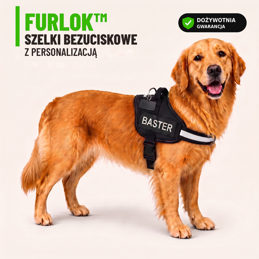 Furlok™ Szelki Bezuciskowe z Personalizacją — golden retriever w czarnych szelkach Furlok z naszywką BASTER