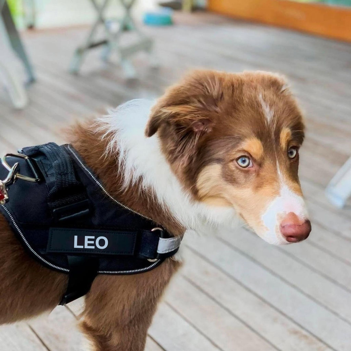 Brązowo-biały młody pies w czarnych szelkach Furlok na drewnianym tarasie, personalizowana naszywka LEO