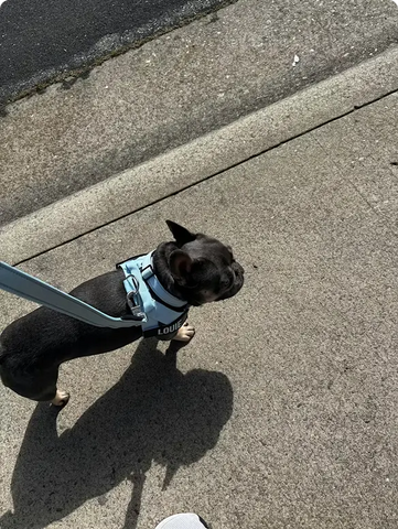 Ciemny buldog francuski w jasnoniebieskich szelkach na smyczy stoi na słonecznym chodniku.