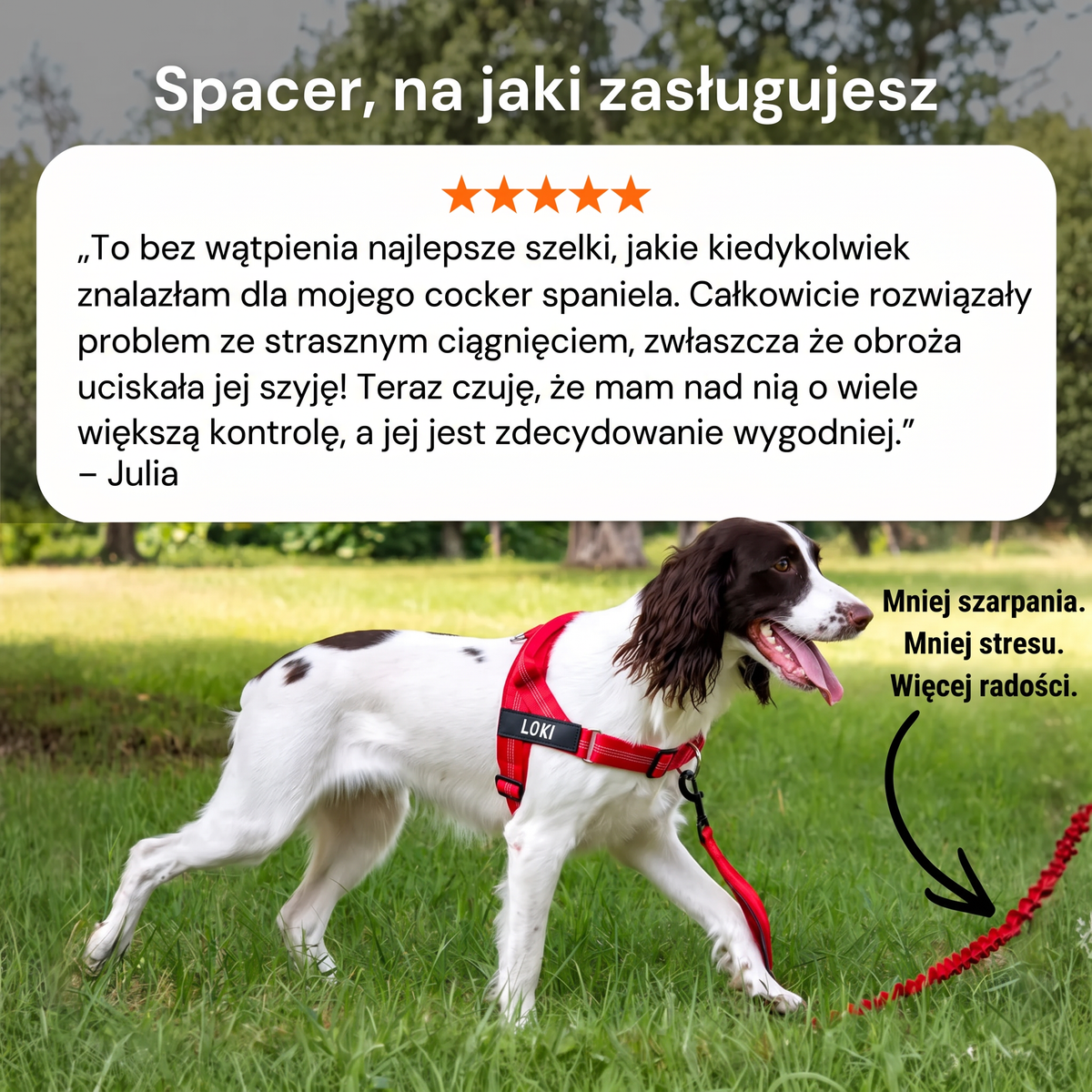 Biało-brązowy pies Loki w czerwonych szelkach na trawie; nad zdjęciem opinia właścicielki o spacerach bez ciągnięcia.
