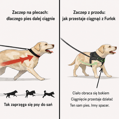 Porównanie psa ciągnącego w szelkach z zaczepem na plecach z psem obracającym się bokiem przy przednim zaczepie.