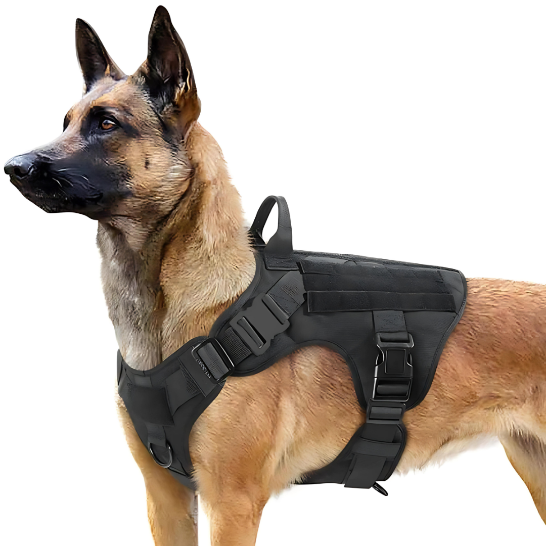 Owczarek belgijski malinois w czarnych szelkach taktycznych na białym tle.