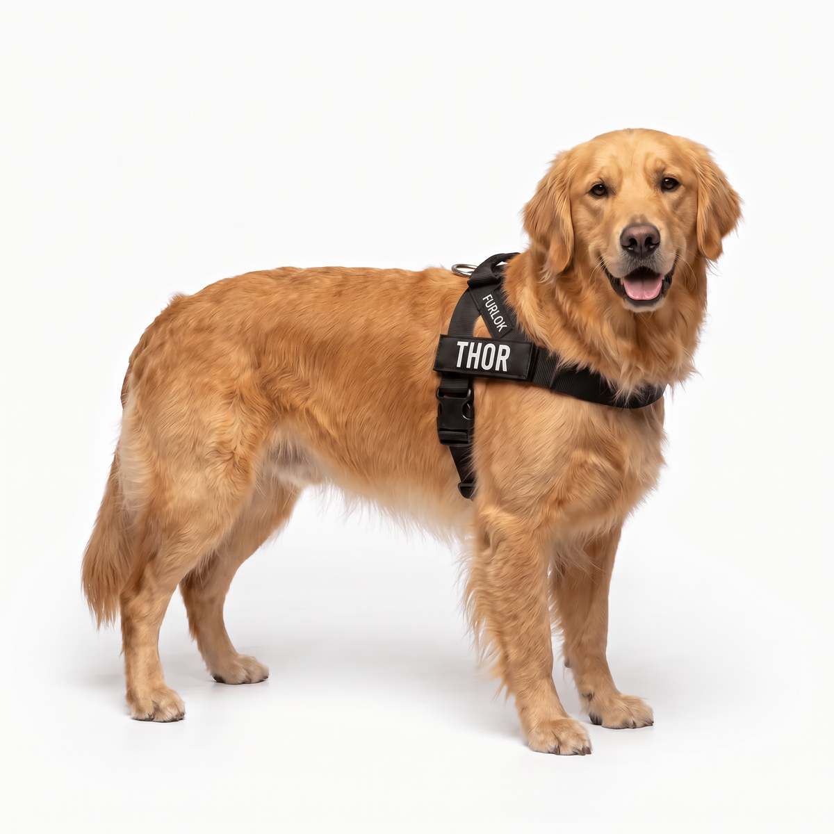 Golden retriever w czarnych szelkach Furlok z naszywką THOR na białym tle.