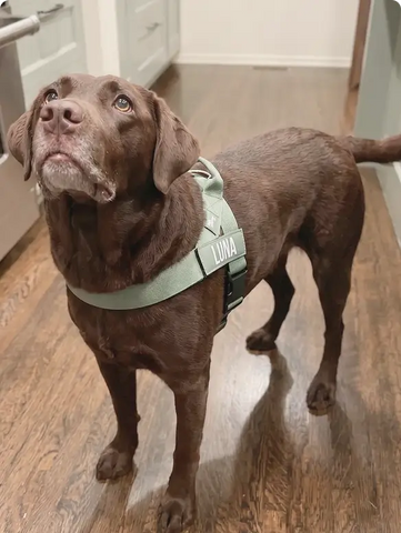 Czekoladowy labrador z posiwiałym pyskiem w miętowych szelkach z naszywką LUNA stoi na drewnianej podłodze.