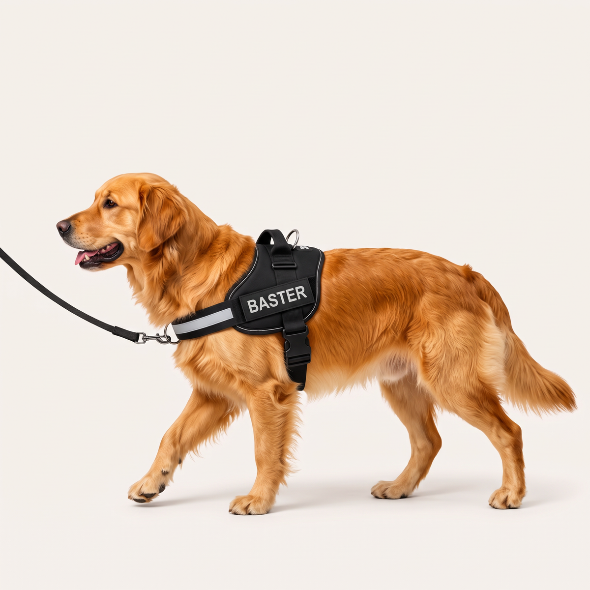 Golden retriever w czarnych szelkach Furlok™ — jedna smycz wpięta do przedniego D-ringu łagodnie kieruje klatkę psa ku opiekunowi
