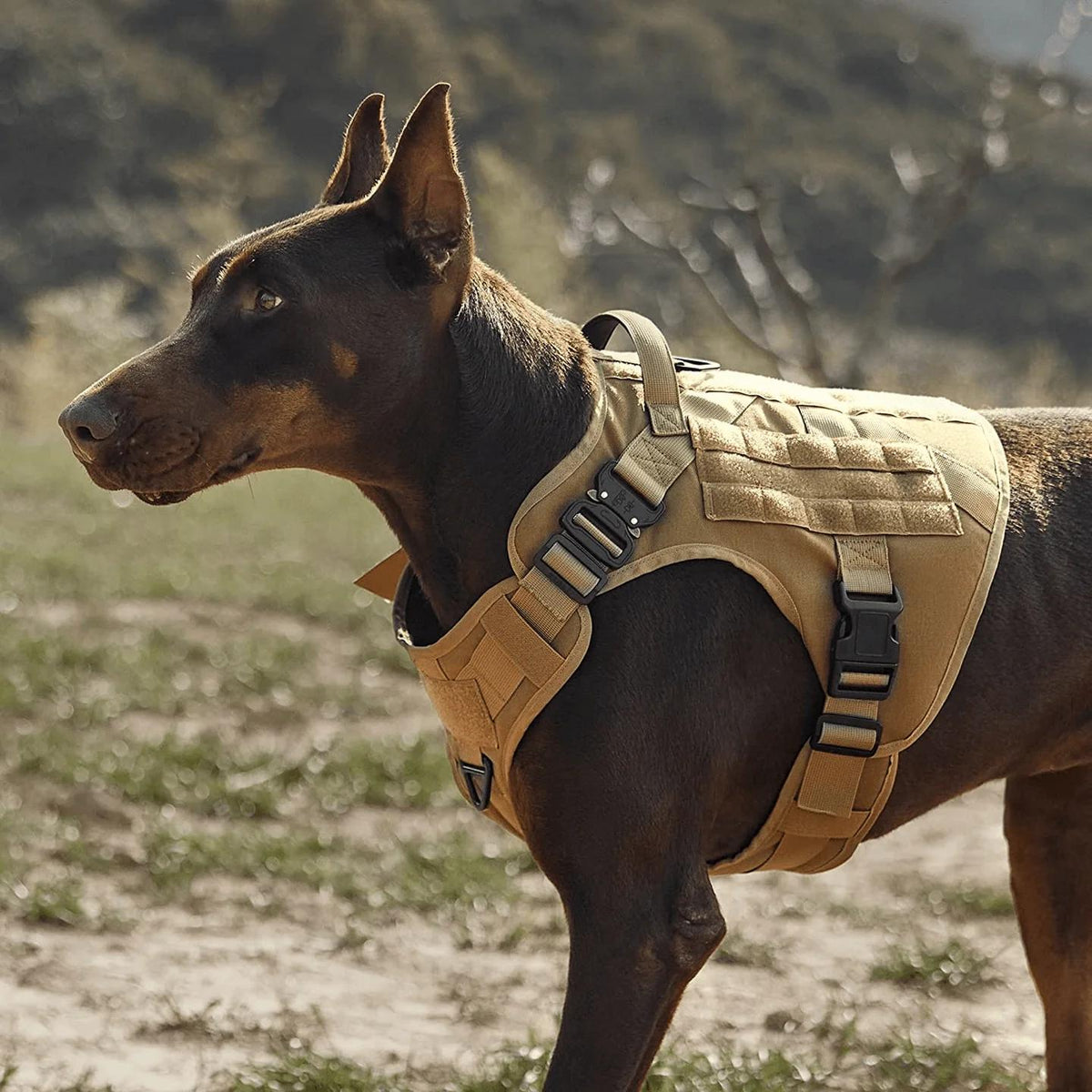 Doberman stoi na zewnątrz w piaskowych szelkach taktycznych z taśmami montażowymi.