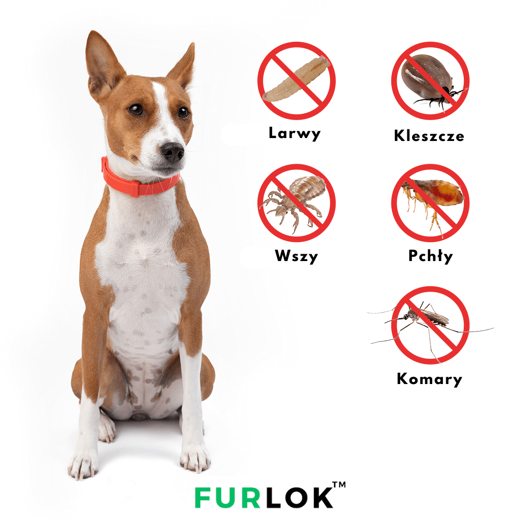 Furlok™ | 8 miesięcy bez pcheł i kleszczy - Furlok